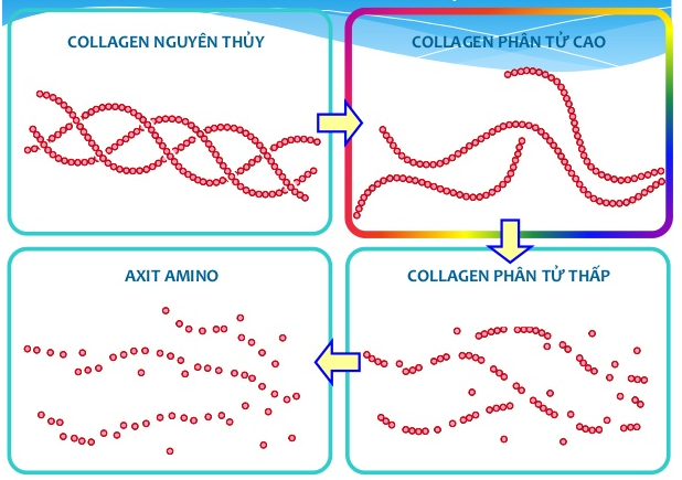 Collagen thủy phân Puritan's pride hydrolyzed collagen 1000mg 3