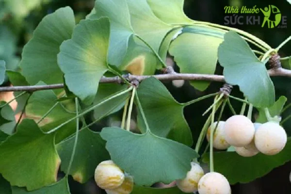 Ginkgo Biloba là thành phần không thể thiếu trong các loại thuốc thần kinh